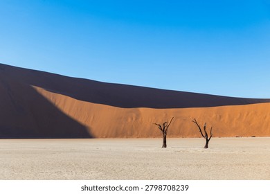 Two ancient dead trees stand on a white clay pan beneath a towering orange sand dune under a clear blue sky. The scene depicts the iconic desert landscape of Deadvlei in the Namib Desert.