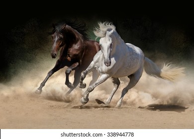 Two andalusian horse in desert dust against dark background
