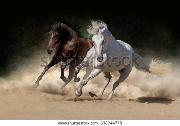 Two Andalusian Horse Desert Dust Against Stock Photo (Edit Now) 338944778