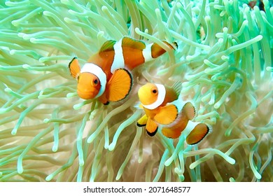                      Two anemone clown fish reminding us why we all love to 'find Nemo'...          