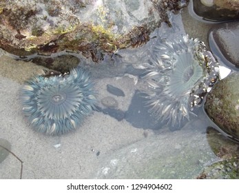 Two Anemones One Pool 