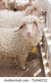 Two Of Angora Goat