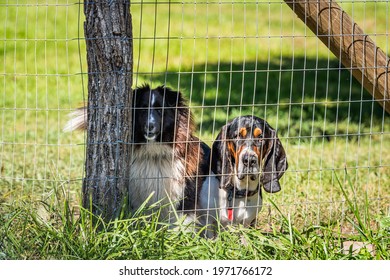 Two angry aggressive border collie and basset hound dogs behind barbed wire fence in rural countryside farm, barking - Powered by Shutterstock