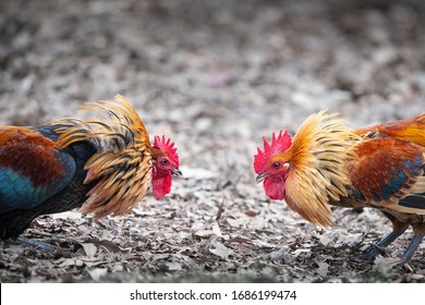 Cock fight Stock Photos Royalty Free Cock fight Images  Depositphotos