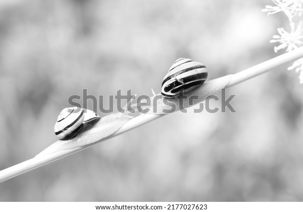 Two\
Animals Cepaea nemoralis - Banded Snail. Snails crawling on a plant\
stem on blurred black and white nature\
background.