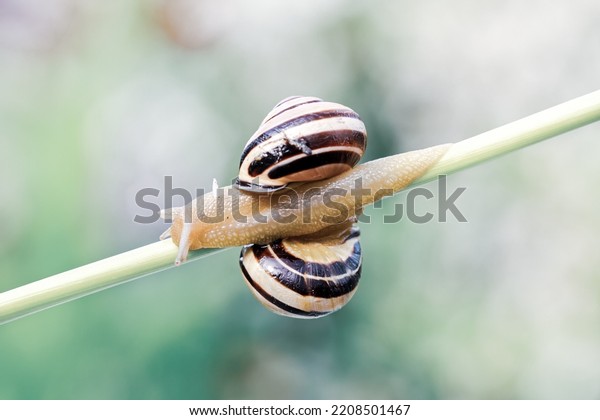 Two Animals\
Cepaea nemoralis - Banded Snail. Snails crawling on a plant stem on\
blurred green nature\
background.