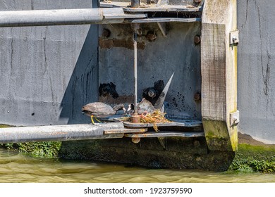 Two Animals Pair Of Coot Birds Nesting And Male Bringing Female Fish From Thames River By Embankment In London, UK