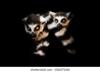 898 Lemurs Sleeping Images, Stock Photos & Vectors | Shutterstock