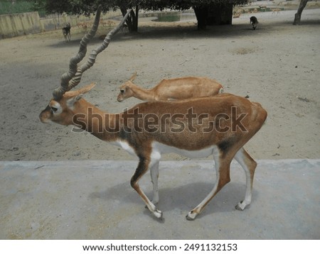 Similar – Image, Stock Photo two from behind Antelope