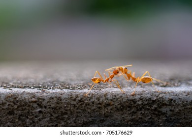 two ants 