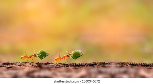 Zwei Ameisen tragen Blätter .Amazing Starke Ameisen.