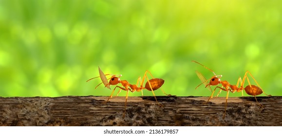 Zwei Ameisen tragen Reiskörner auf Blättern. Amazing Starke Ameisen auf grünem, unscharfem Hintergrund.