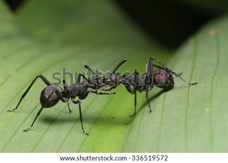 Two Ants Fighting On A Green Leaf