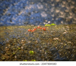 Two ants in a frame