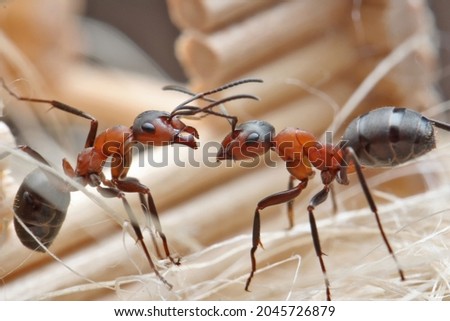 Two ants are located one against the other against the background of a log house of a wooden house. 