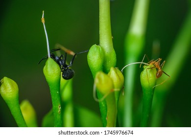 Two Ants One Pharaoh Ant And A Carpenter Ant Is Playing Hide And Seek Sitting On Top Of Flower Buds