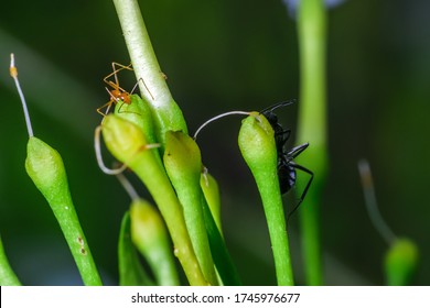 Two Ants One Pharaoh Ant And A Carpenter Ant Is Playing Hide And Seek Sitting On Top Of Flower Buds