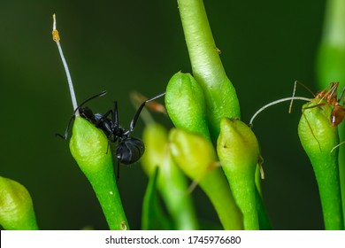 Two Ants One Pharaoh Ant And A Carpenter Ant Is Playing Hide And Seek Sitting On Top Of Flower Buds