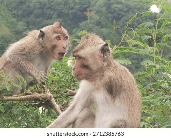 Two apes with different expressions