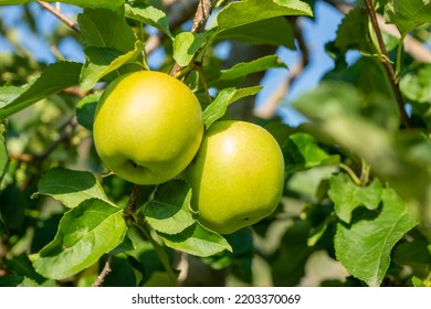 two apples on tree, variety Golden Delicious, summer day