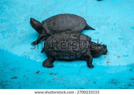 Two aquatic turtles rest side by side inside a blue enclosure at a mountain zoo. Their textured shells and natural markings are clearly visible as they lay still on the wet surface