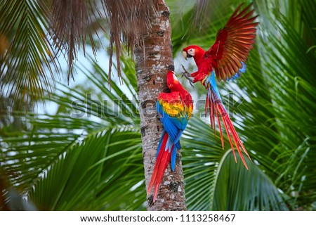 Two Ara macao, Scarlet Macaw, pair of big, red colored, amazonian parrots near nesting hole on palm tree, outstretched wings, long red tail against wet forest. Manu National Park, Peru, Amazon basin.