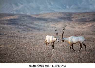 Two Arabian Oryxes At Sir Bani Yas Island