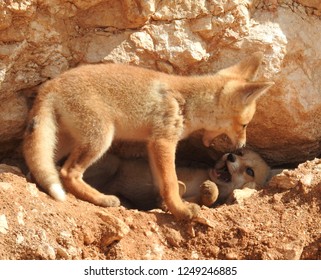 Two Arabian Red Fox Kits (pups) Playing 