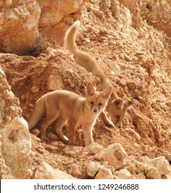 Two Arabian Red Fox Kits (pups)