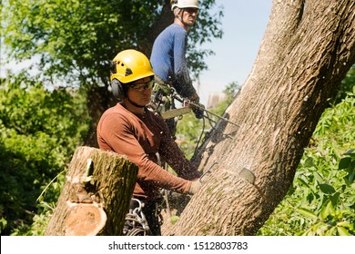 Two Arborist Men Sawing Trees In The Forest. Chainsaws. Foresters.