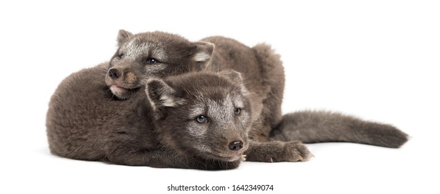 Two Arctic Fox Cubs, Vulpes Lagopus Cuddling, 2 Months Old, Isolated On White