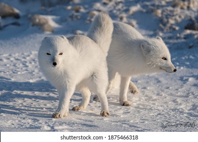 Two Arctic Foxes On The Canadian Tundra