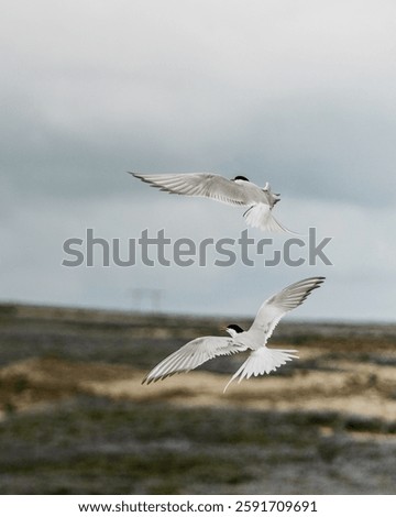 Two Arctic terns in flight over the scenic landscape of South Iceland