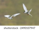 Two Arctic terns - Sterna paradisaea - with spread wings in flight at green background. Photo from Snaefellsnes Penisula in Iceland. The Arctic tern is famous for its migration.