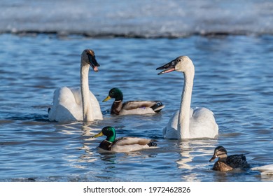 Two Arctic Tundra Swan Seen Swimming In Northern Canada During A Stopover To The Bering Sea In Alaska With Mallards, Ducks Surrounding. Open Water With Icy Background In Wildlife, Wild Setting. 