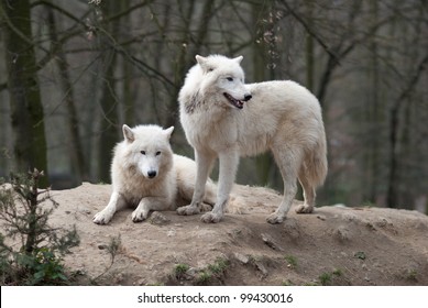 5,025 Wolf pack hunting Images, Stock Photos & Vectors | Shutterstock