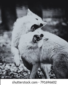 Two Arctic Wolves Fighting