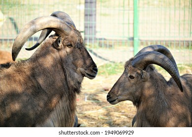 Two Argali At The Zoo In Ashdod