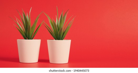 Two Artificial Cactus Or Plastic Plant Or Fake Tree On Red Background.no People