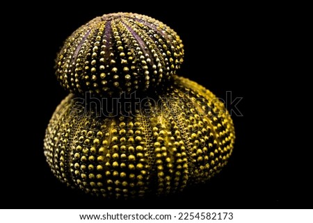 Two artistic sea urchins stacked on top of each other against a black background