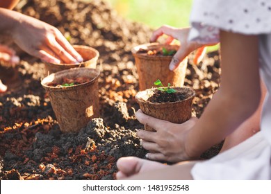 Two Asian Child Girls Planting Young Seedlings In Recycle Fiber Pots Together In The Garden With Fun