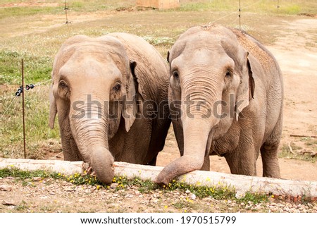 two Asian elephants eating carrots with their trunks at a zoo