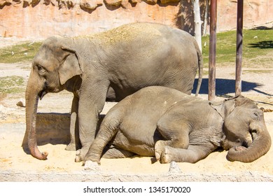 Two Asian Elephants In A Farm, One Is Sleeping In The Ground, The Other Is Standing