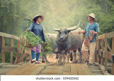 Two Asian farmers help to raise buffalo smiling happily.