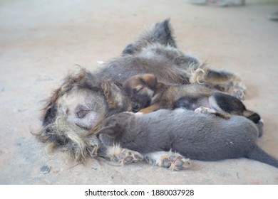 Two Asian Homeless Puppy And Their Mom Are Lying On The Ground