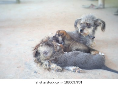 Two Asian Homeless Puppy And Their Mom Are Lying On The Ground