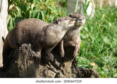 Two Asian short clawed otters in close up out of the water. One showing affection to the other. Aynox cinereus.   Cotswold Wildlife Park.