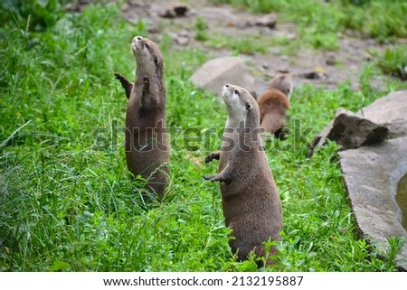 Two Asian small-clawed otters standing amongst green grass. Their diet includes mollusks fish insects reptiles crustaceans amphibians They use their forepaws rather than mouth to find and capture food
