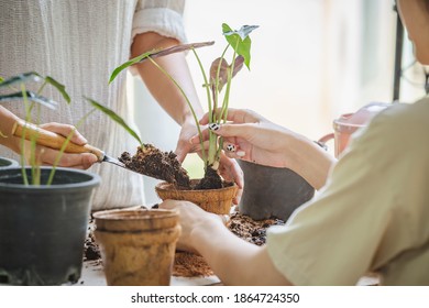 Two Asian Women Transplanted Plants Into Pot Of Coconut Fibers. Hobbies And Leisure, Home Gardening, Cultivation And Caring For Indoor Potted Plants. Ecological Biodegradable Material Concept.