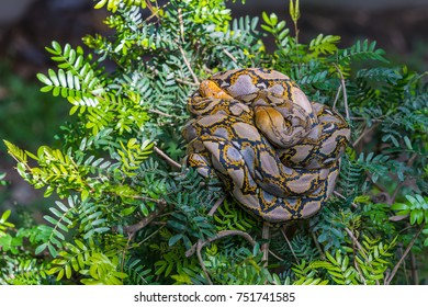 Two Asiatic Rock Pythons Are Mating On The Tree Top